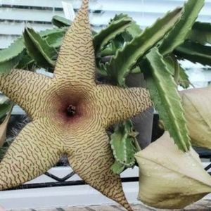 2 large Stapelia cuttings